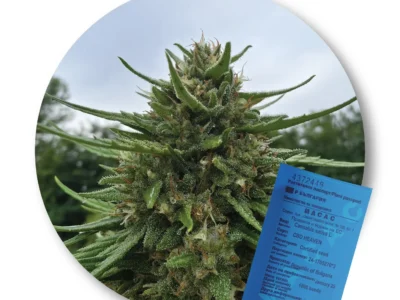 Konopné semienka CBD Heaven – certifikované osivo konopy siatej (EÚ)