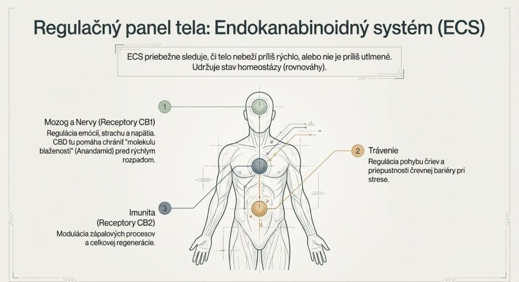 ECS endokanabinoidný systém