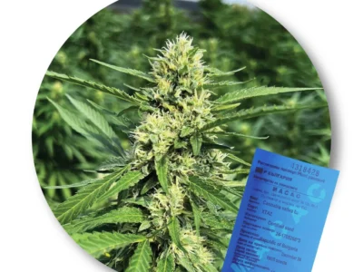 Konopné semienka XTAZ CBG – certifikované osivo konopy siatej (EÚ)