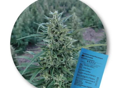 Konopné semienka Auto-power – certifikované osivo konopy siatej (EÚ)