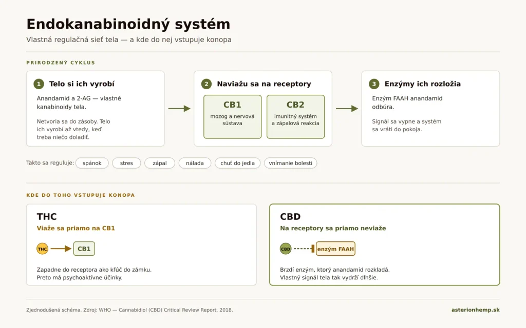 Schéma endokanabinoidného systému – receptory CB1 a CB2, enzým FAAH a rozdiel medzi CBD a THC