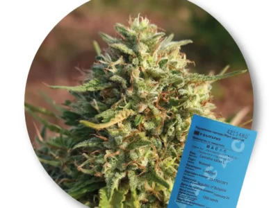 Konopné semienka Midwest – certifikované osivo konopy siatej (EÚ)