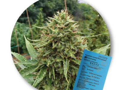 Konopné semienka Northwest – certifikované osivo konopy siatej (EÚ)